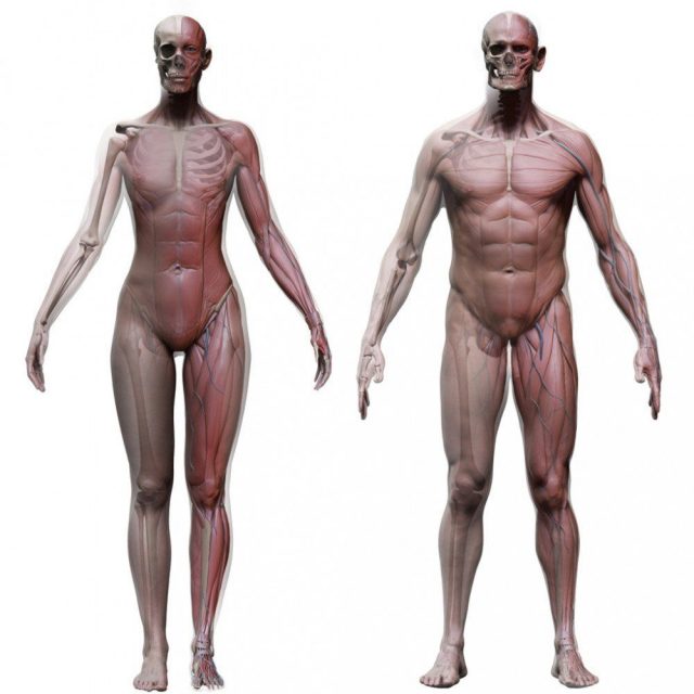 آبجکت آناتومی بدن زن و مرد