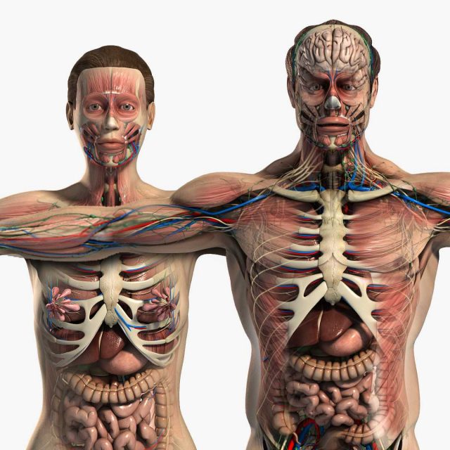 دانلود مدل سه بعدی آناتومی بدن زن و مرد 